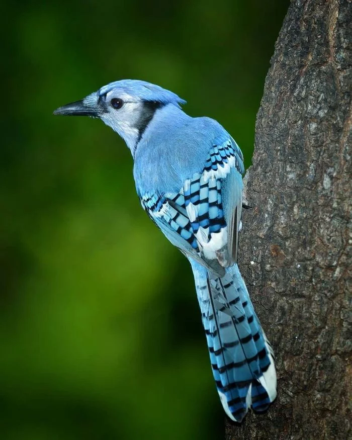 Blue Jay - Birds, Jay, The photo