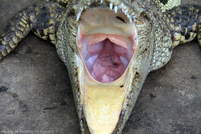 Куда ест крокодил? Пензенский океанариум, Крокодилы, Животные, Пенза, Длиннопост