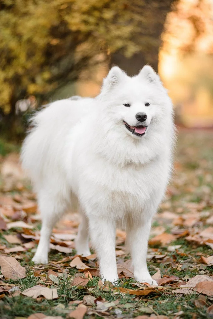 Autumn photo session - My, Samoyed, Dog, The photo, Autumn, Longpost