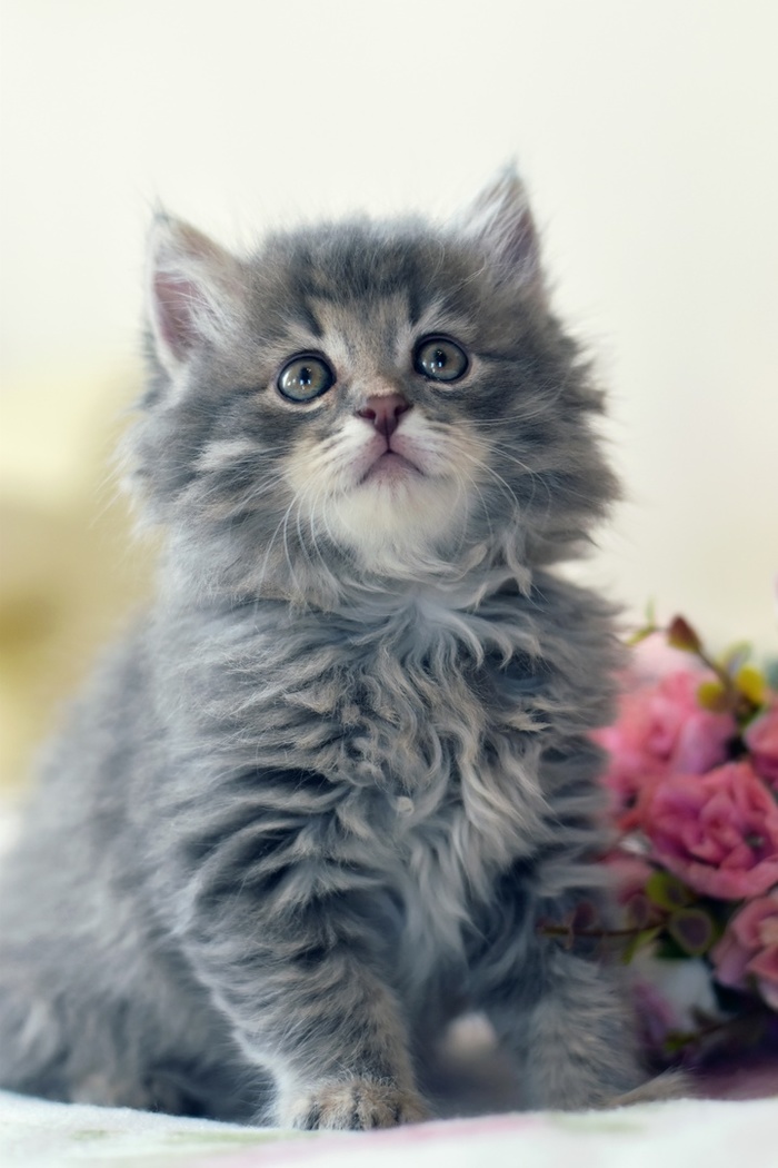 Машина кота леопольда в реальной жизни картинки. Смотреть фото Машина кота леопольда в реальной жизни картинки. Смотреть картинку Машина кота леопольда в реальной жизни картинки. Картинка про Машина кота леопольда в реальной жизни картинки. Фото Машина кота леопольда в реальной жизни картинки
