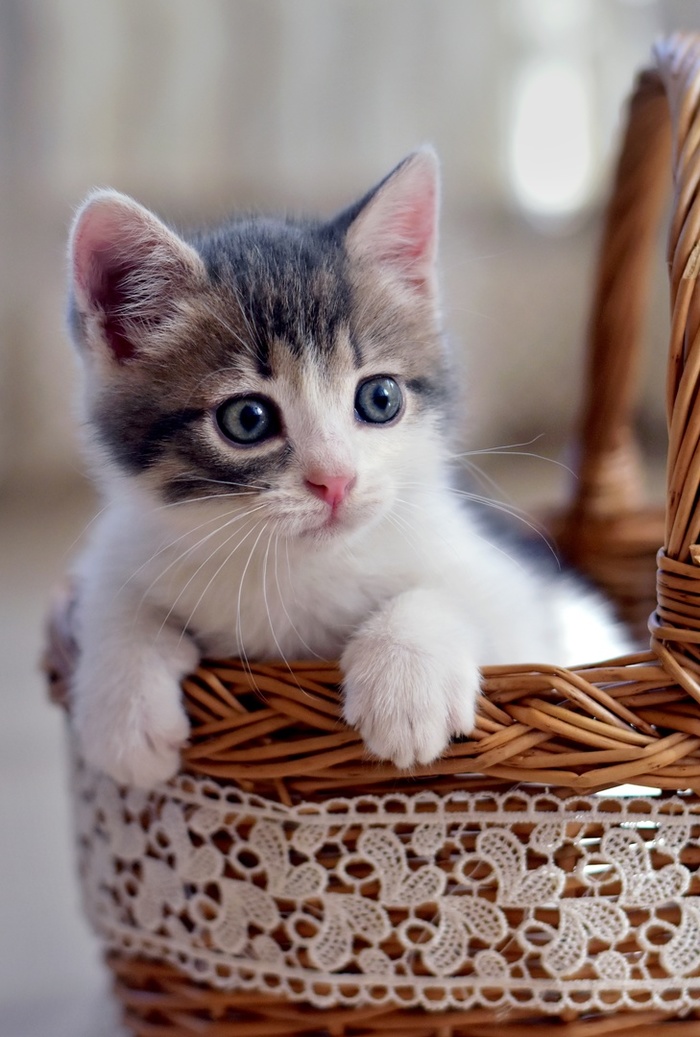 Машина кота леопольда в реальной жизни картинки. Смотреть фото Машина кота леопольда в реальной жизни картинки. Смотреть картинку Машина кота леопольда в реальной жизни картинки. Картинка про Машина кота леопольда в реальной жизни картинки. Фото Машина кота леопольда в реальной жизни картинки