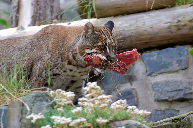 Temminka cat: This large wild cat is almost unknown to the public, but it can take down a young deer or wild boar. - Animals, Cat Temminka, Animal book, Yandex Zen, Longpost, Small cats, Cat family, Wild animals, Predatory animals