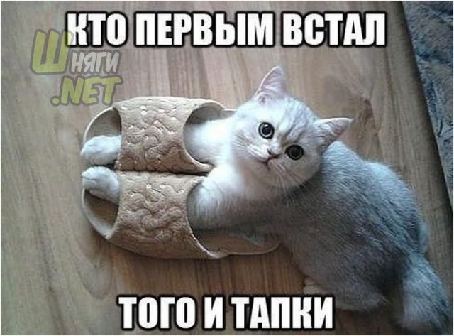 Who got up first - Slippers, cat