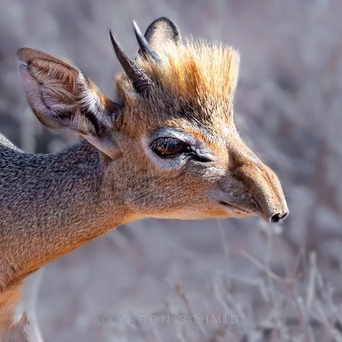 dikdik - Antelope Dikdik, Antelope, Wild animals, wildlife, Reserves and sanctuaries, Africa, Kenya, The photo