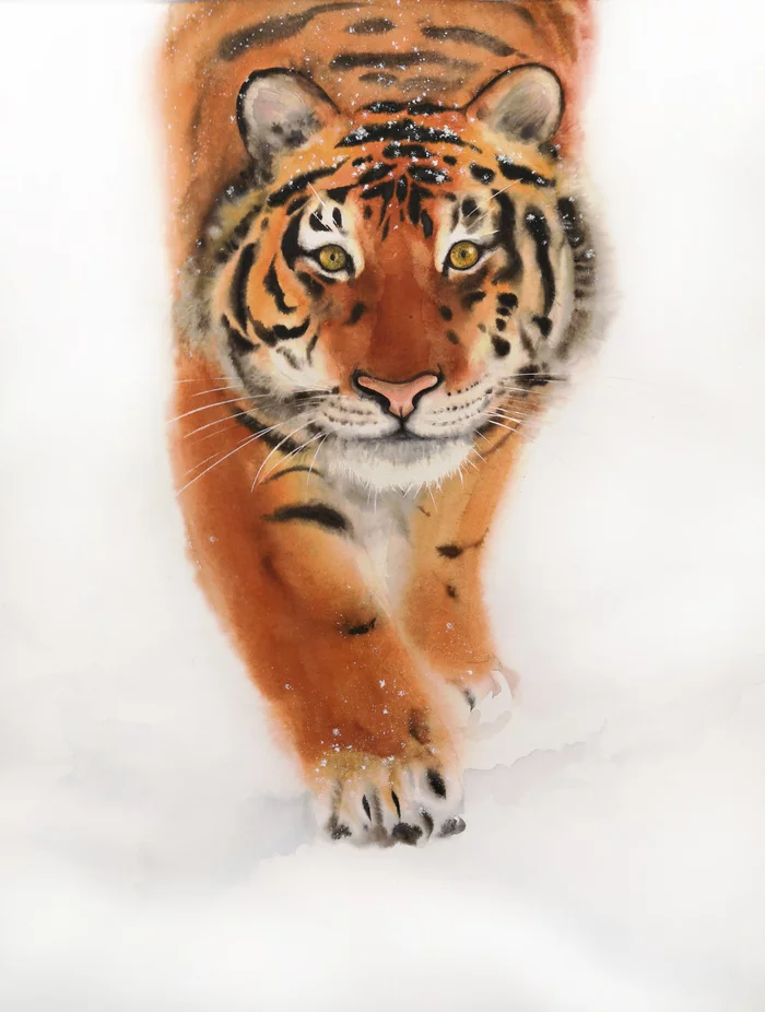 Tiger is Coming. - My, Tiger, Amur tiger, New Year, Watercolor, Painting, Big cats