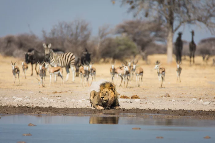 Everyone is waiting for the king to rest - a lion, Big cats, Cat family, Predatory animals, Wild animals, wildlife, National park, South Africa, Botswana, The photo, Waterhole