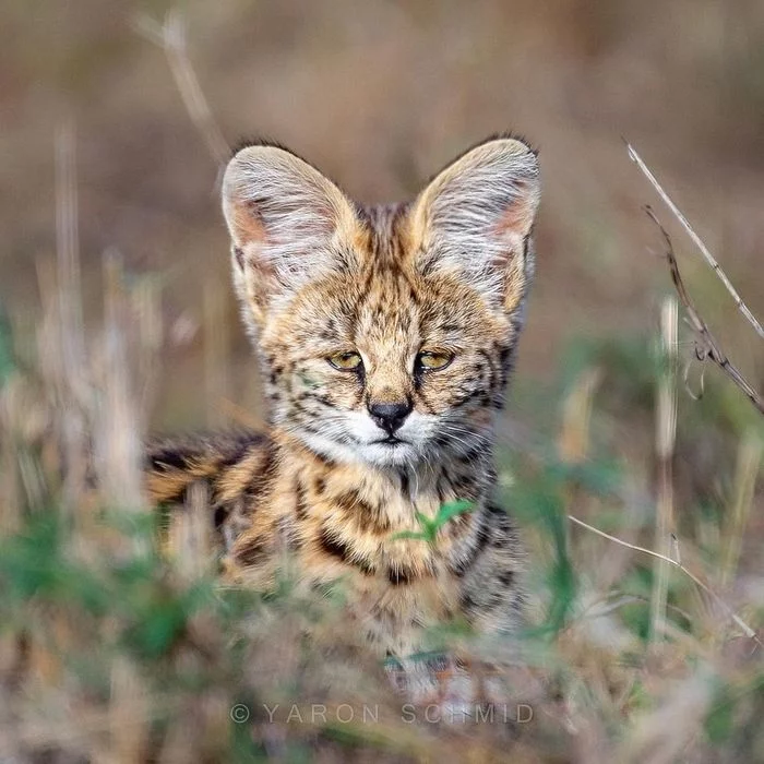 Sleepy - Serval, Small cats, Cat family, Predatory animals, Wild animals, wildlife, Reserves and sanctuaries, Africa, Kenya, Masai Mara, The photo