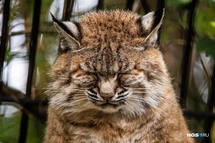 Autumn cats of the Novosibirsk Zoo - Cat family, Novosibirsk Zoo, The photo, Photographer, Oshchepkov, Animals, Big cats, Small cats, Predatory animals, Novosibirsk, Autumn, Longpost