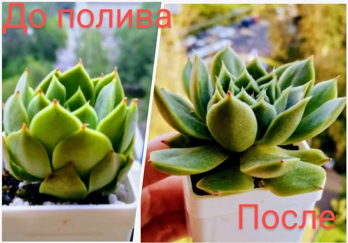 How to understand succulent - My, The photo, Plants, Hobby, Mobile photography, Houseplants, Succulents