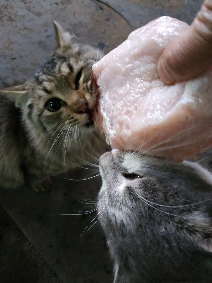 �������� �������