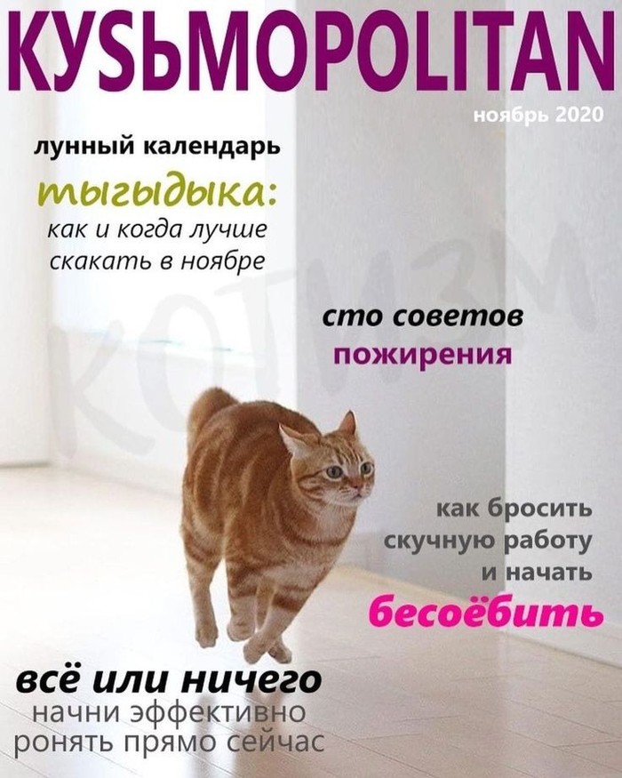 Котики #2 Толстые котики, Картинка с текстом, Смешные животные, Милота, Длиннопост