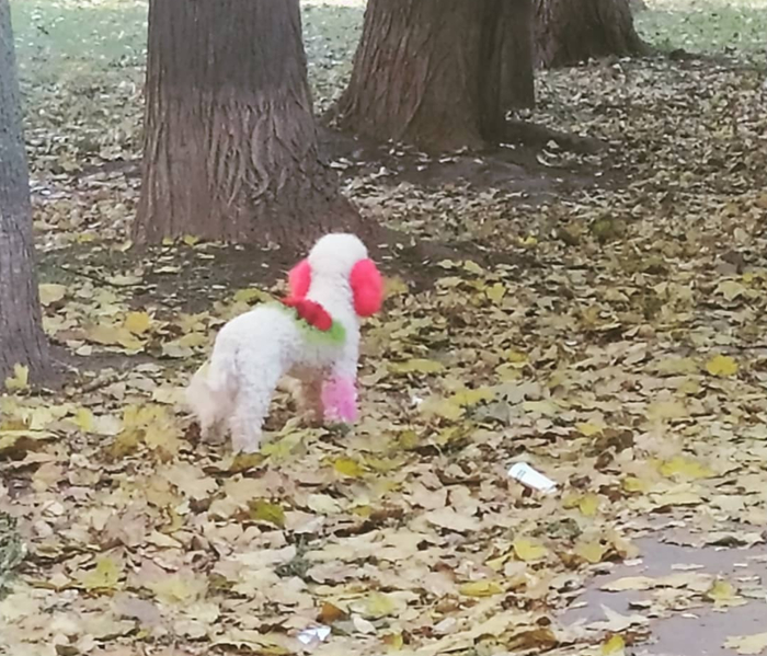 Пудель клоун. Походу Пуделоун. Клудель?