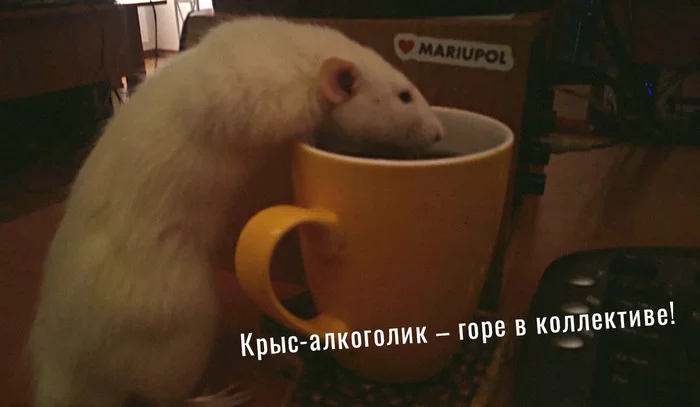 How to wean a rat to drink from mugs on the table? - My, Decorative rats, Кружки, Training, Help, Need advice, Longpost