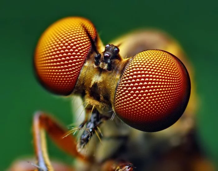 Eyes - Macro photography, Insects, The photo, Eyes