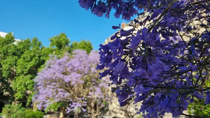 Spring is in your feed! - My, JACARANDA, Spring, Argentina, Buenos Aires, Longpost