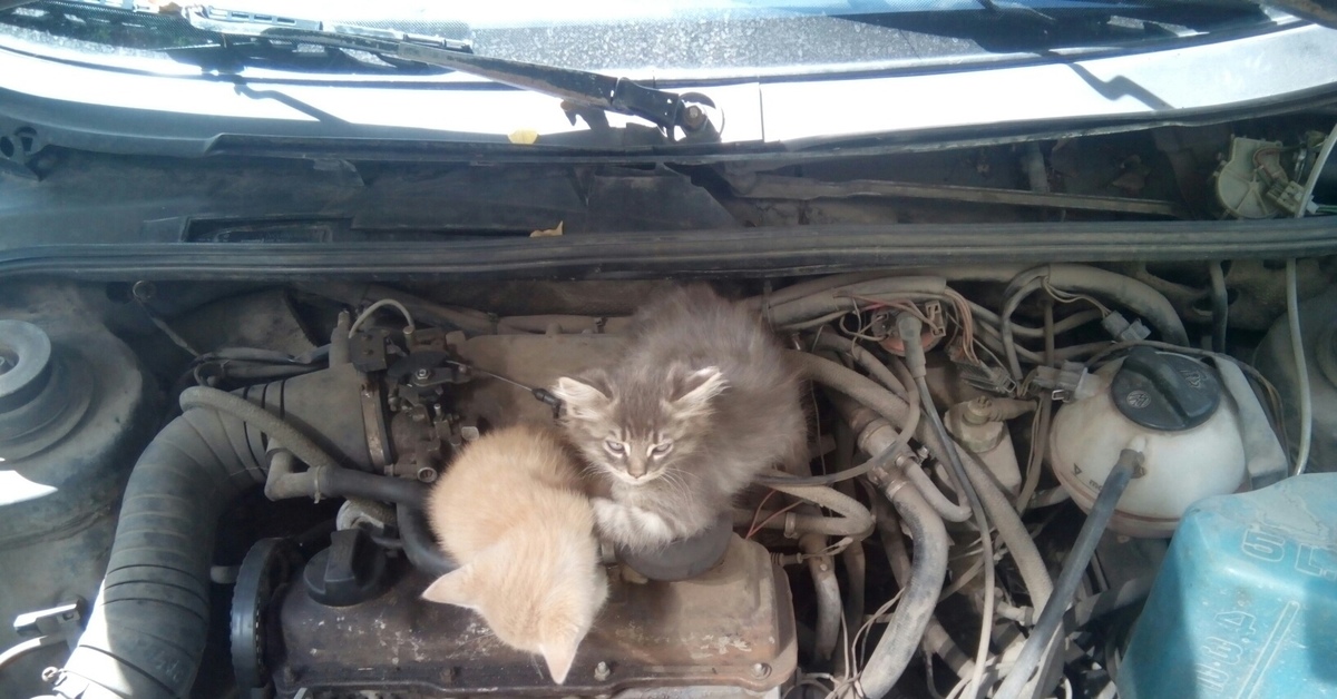 Engine hazard. Кот на двигателе. Котенок в двигателе. Двигатель на котах.