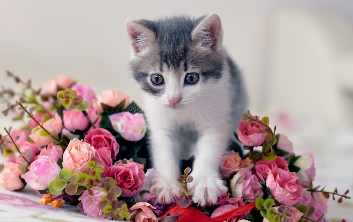 Машина кота леопольда в реальной жизни картинки. Смотреть фото Машина кота леопольда в реальной жизни картинки. Смотреть картинку Машина кота леопольда в реальной жизни картинки. Картинка про Машина кота леопольда в реальной жизни картинки. Фото Машина кота леопольда в реальной жизни картинки