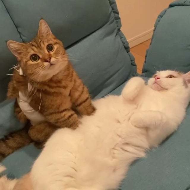 Машина кота леопольда в реальной жизни картинки. Смотреть фото Машина кота леопольда в реальной жизни картинки. Смотреть картинку Машина кота леопольда в реальной жизни картинки. Картинка про Машина кота леопольда в реальной жизни картинки. Фото Машина кота леопольда в реальной жизни картинки