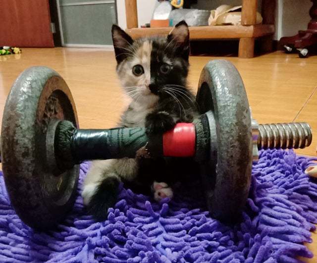 Машина кота леопольда в реальной жизни картинки. Смотреть фото Машина кота леопольда в реальной жизни картинки. Смотреть картинку Машина кота леопольда в реальной жизни картинки. Картинка про Машина кота леопольда в реальной жизни картинки. Фото Машина кота леопольда в реальной жизни картинки