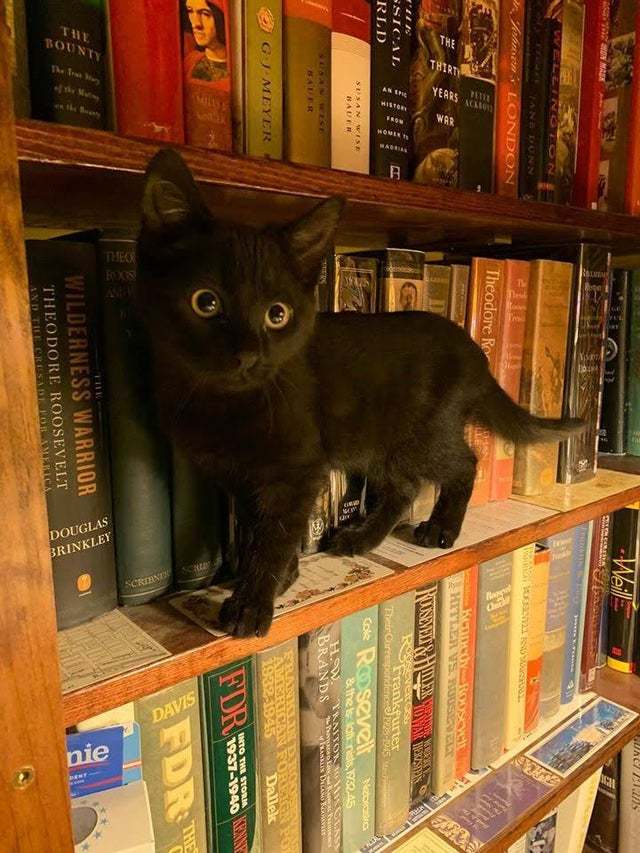 Машина кота леопольда в реальной жизни картинки. Смотреть фото Машина кота леопольда в реальной жизни картинки. Смотреть картинку Машина кота леопольда в реальной жизни картинки. Картинка про Машина кота леопольда в реальной жизни картинки. Фото Машина кота леопольда в реальной жизни картинки
