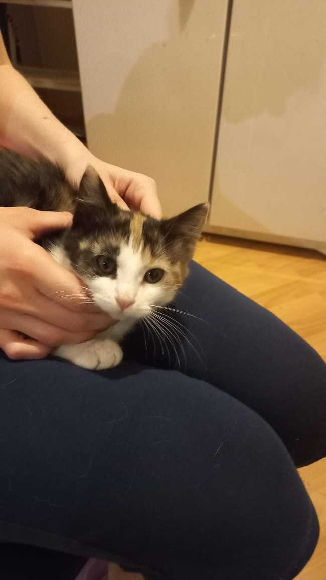 Continuation of the post “Another kitten from an elusive stray cat. - My, cat, Kittens, No rating, Animal Rescue, Helping animals, Pets, Homeless animals, Help, Good deeds, Fluffy, Pets, Happy end, Reply to post, Longpost