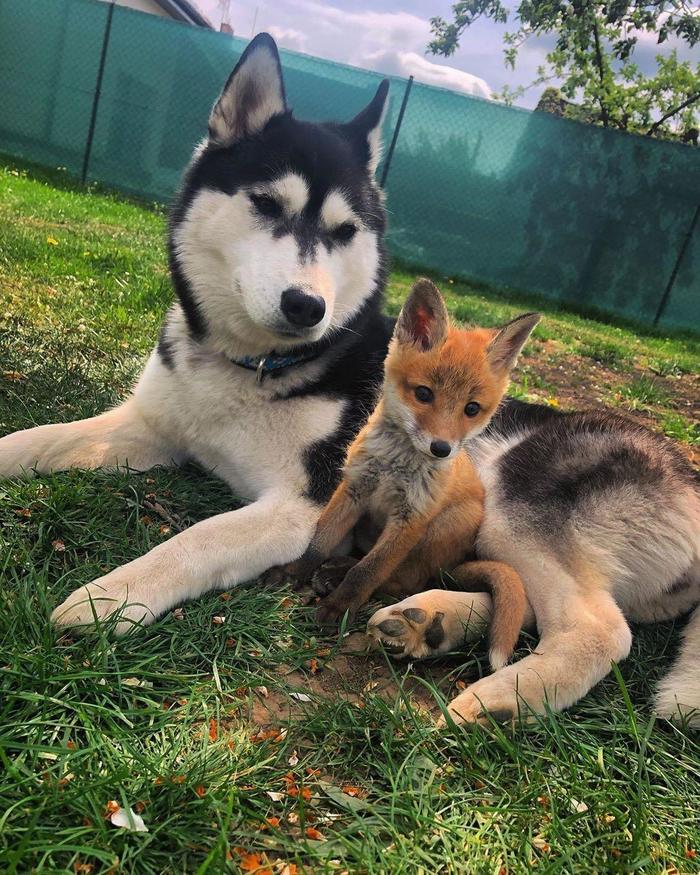 �������� �������