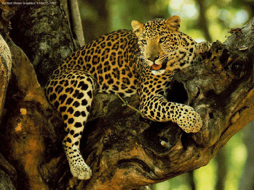 God forbid to meet a jaguar) - Jaguar, Wild animals, Ability, Facts, Big cats, Cat family, Predatory animals