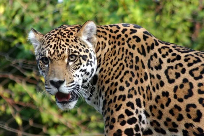 God forbid to meet a jaguar) - Jaguar, Wild animals, Ability, Facts, Big cats, Cat family, Predatory animals