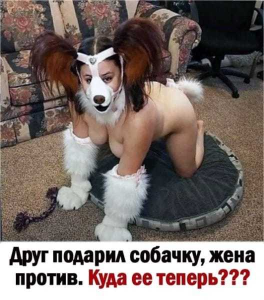 Никому собачка не нужна? - NSFW, Странный юмор, Картинки