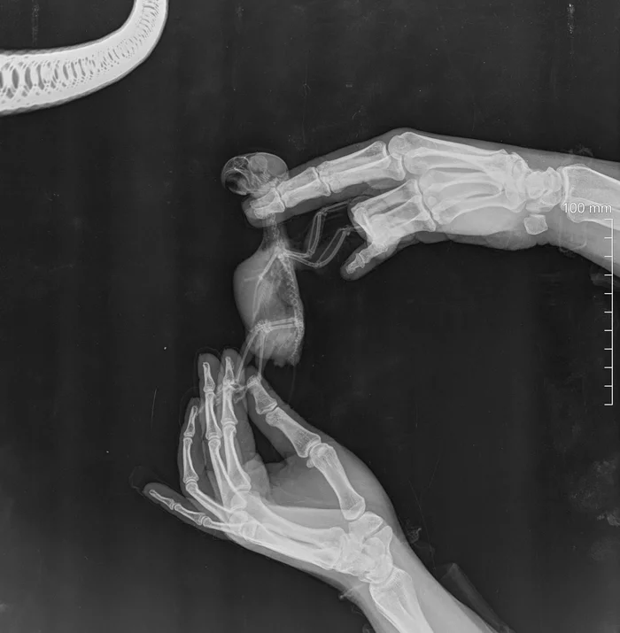There was an X-ray of the hamster. - My, X-ray, A parrot, Lovebirds, Radiology, Vet, Interesting