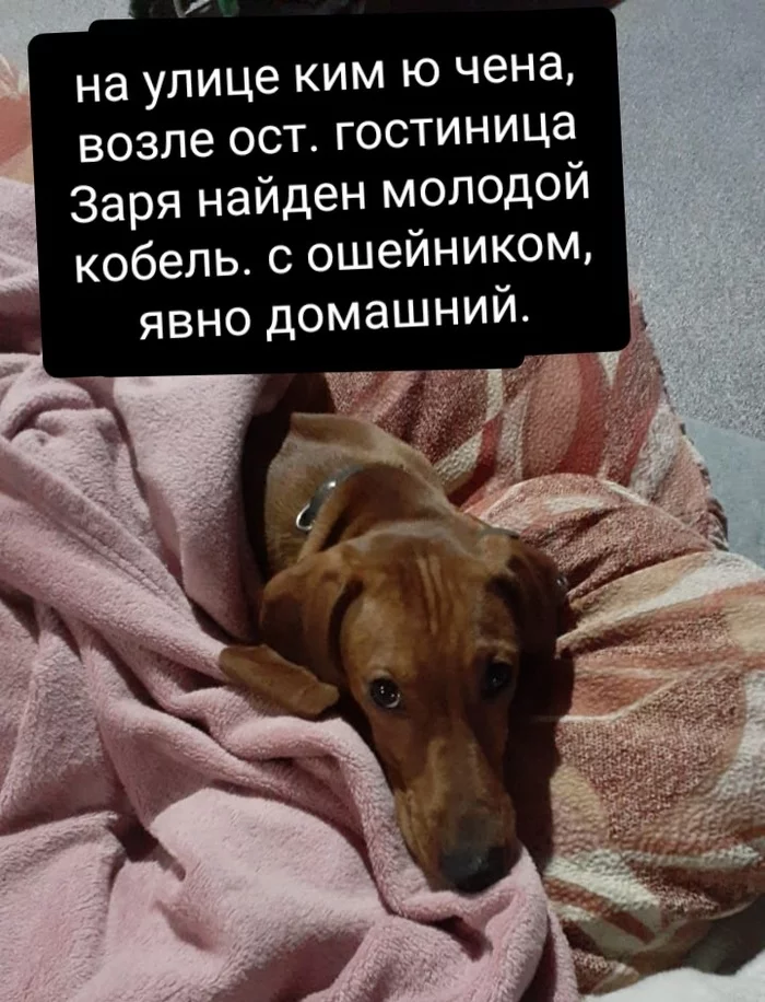 Dachshund found. Khabarovsk - My, Animals, No rating, Khabarovsk, Longpost, Dog, Found a dog