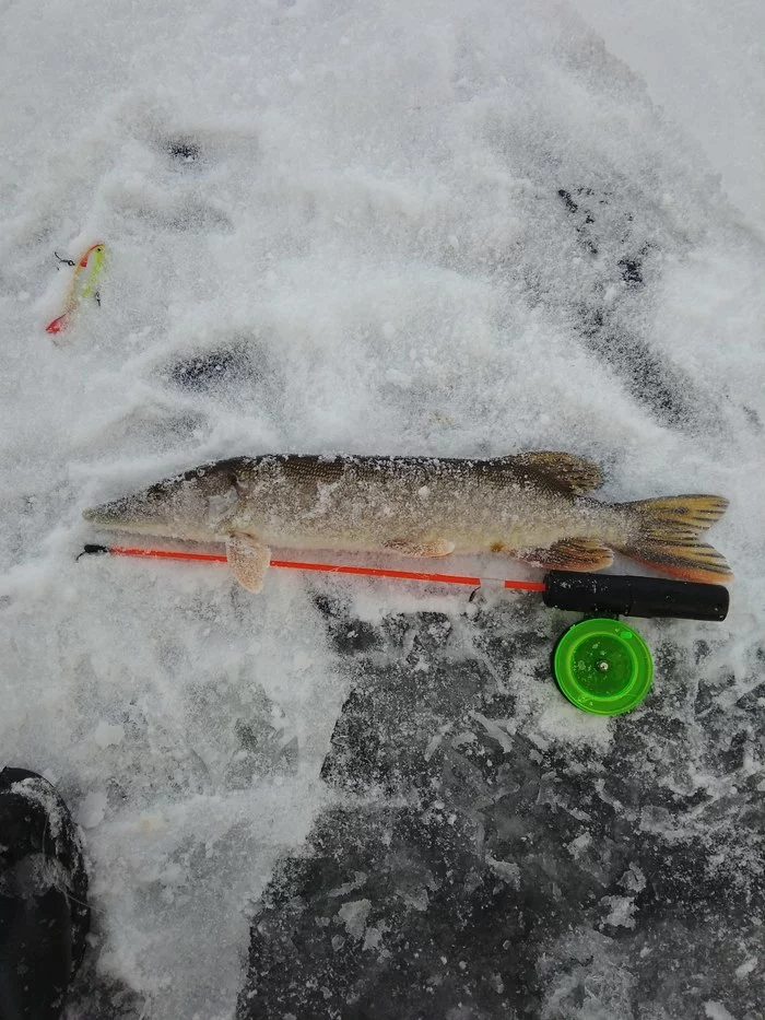 Fishing first ice - My, Fishing, Pike