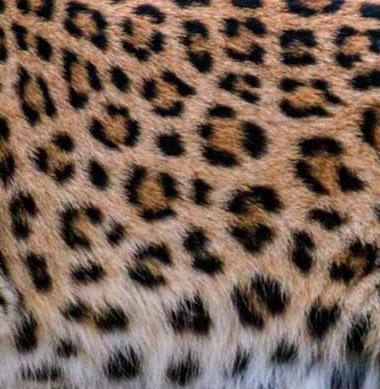 Jaguar and leopard. - Leopard, Jaguar, Big cats, Wild animals, The photo, Longpost, Differences, Panther