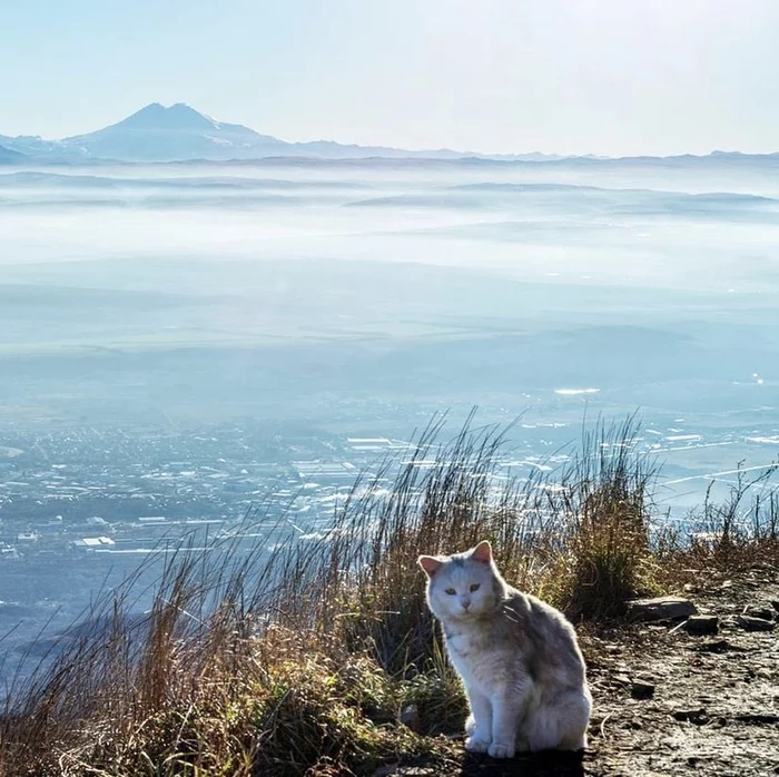 Kotik, Elbrus and Pyatigorsk below - cat, Elbrus, Pyatigorsk, Atmospheric, Mashuk