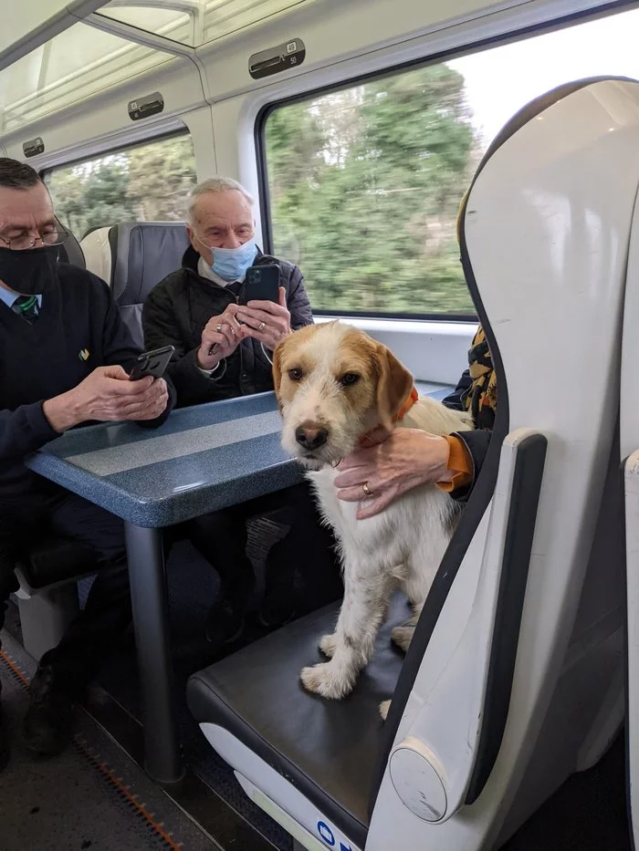 The dog left the mistress on the train, having heard about the upcoming castration - Dog, Threat, Bells, Interesting, Ireland, Castration, Vet, The escape, Sagger, Longpost
