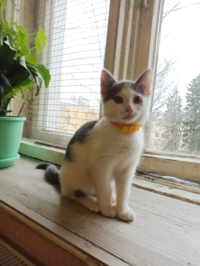 Нужен раб котейке (Спб и ЛО) - Моё, В добрые руки, Без рейтинга, Кот, Санкт-Петербург, Ленинградская область, Текст