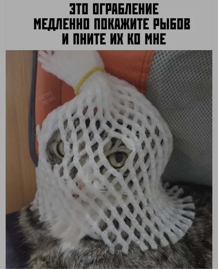 Robbery - Robbery, cat, Memes, Humor