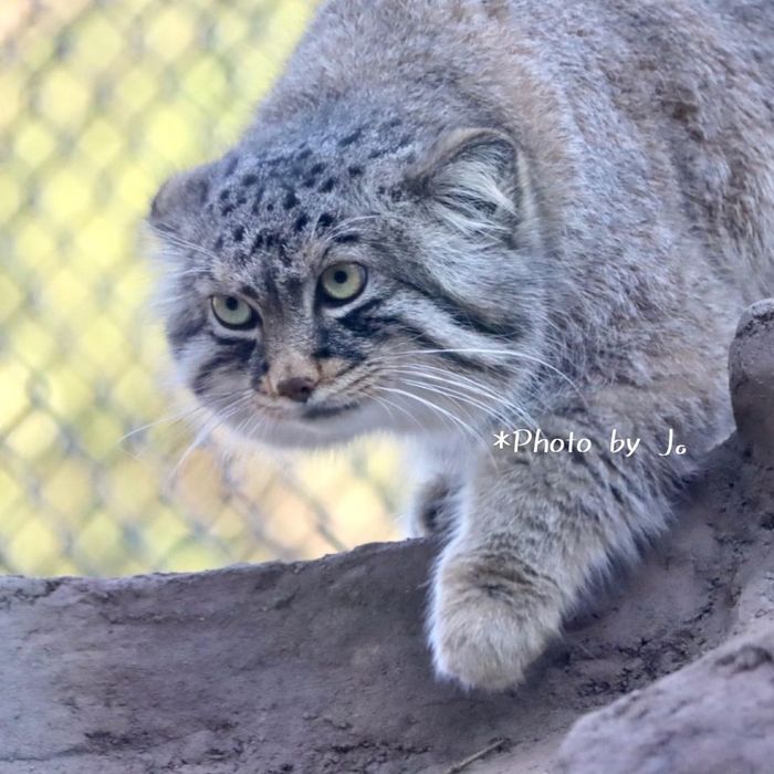 Пушистость повышена. К зиме готов!
