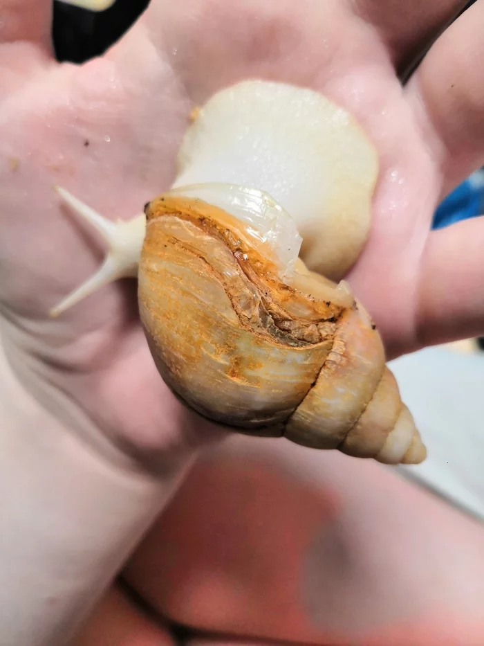 Achatina exfoliates shell. What to do? - My, Snail, Achatina, Longpost