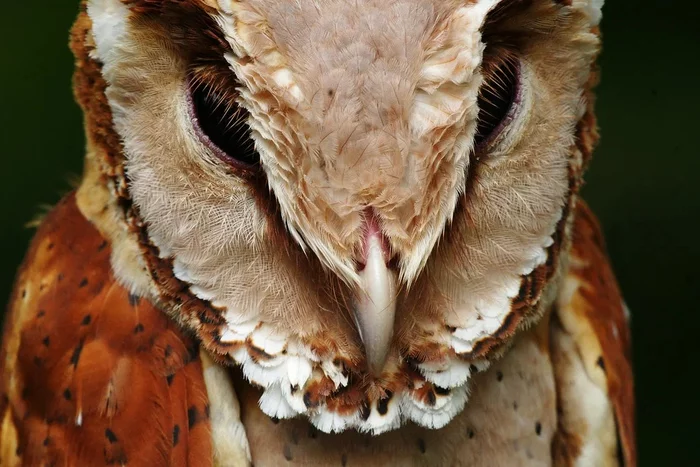 Masked barn owls: Crooked head and strange shapes, but this is the perfect suit for hunting in impenetrable forests - Animal book, Yandex Zen, Longpost, Barn owl, Owl, Animals, Birds