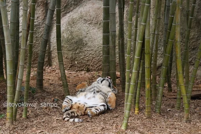 The wisest tiger resting in the shade of bamboo - Tiger, Milota, Bamboo, Big cats, Upside down with your paws, The photo, Dream, Wild animals