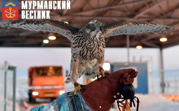 Hawks on the range! - My, Murmansk, Murmansk region, Interfluve, Garbage, Hawk, Birds, Predator birds, Crow, Seagulls, Housing and communal services, Service, Waste recycling, Longpost