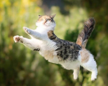 Did you see how I jump? - cat, Paws