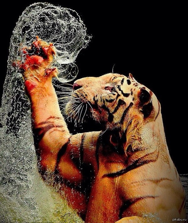 ... but then the biting fluffs of the water decided to make war ... - Tiger, cat, Big cats, Avatar, Referral, Images, The photo, Water, Spray, Claws