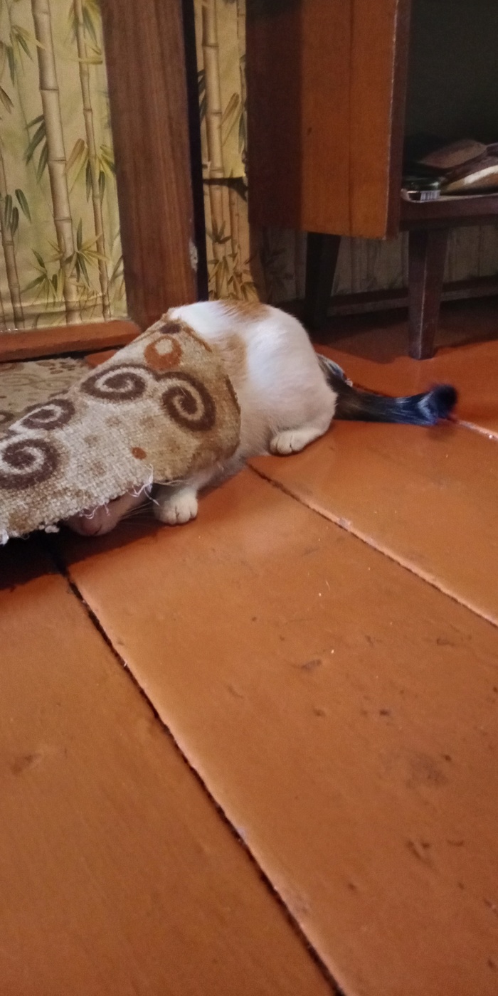 ����� ����������