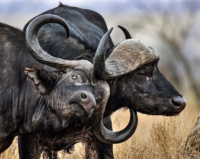 Shall we fight? - Buffalo, Artiodactyls, Wild animals, wildlife, Reserves and sanctuaries, South Africa, The photo