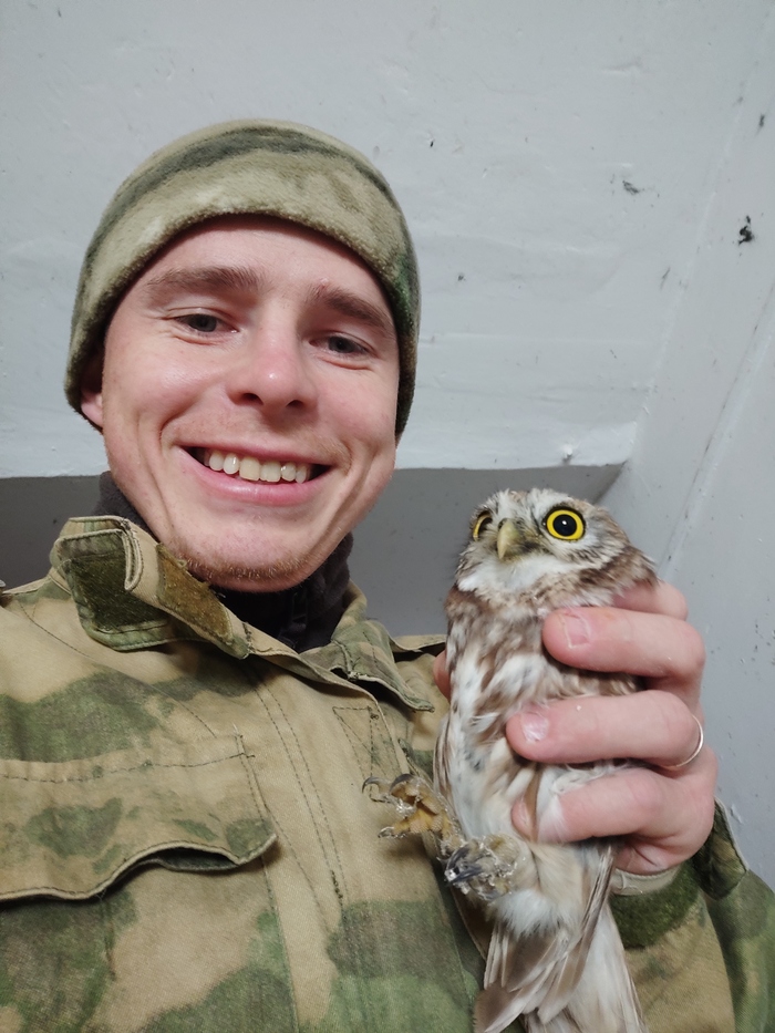 Сова до леталась