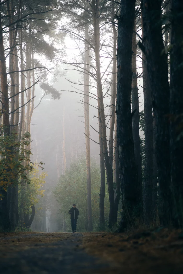 Morning - My, The photo, Morning, Fog, Forest, Jogging, Voronezh