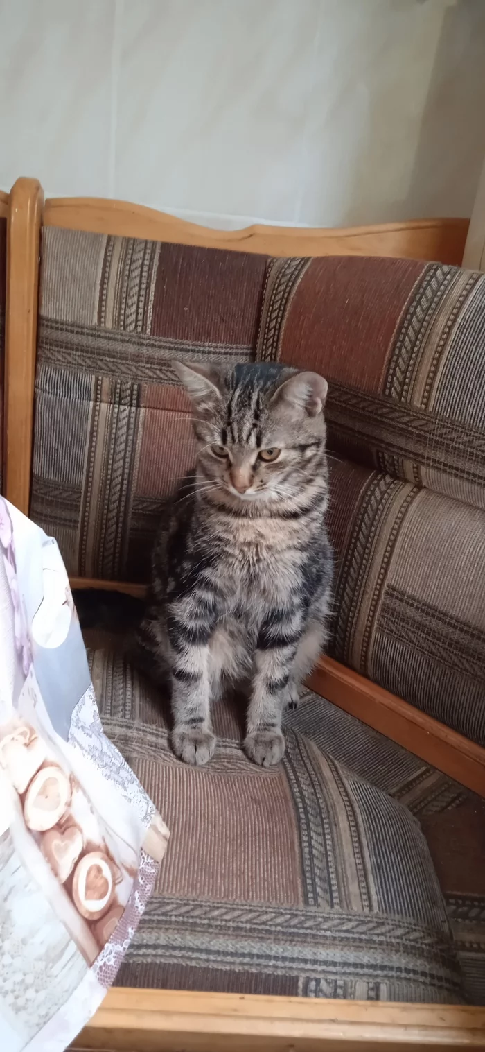 Cat Artyom Vitalievich is skeptical about people - My, cat, Sight, Longpost, Pets