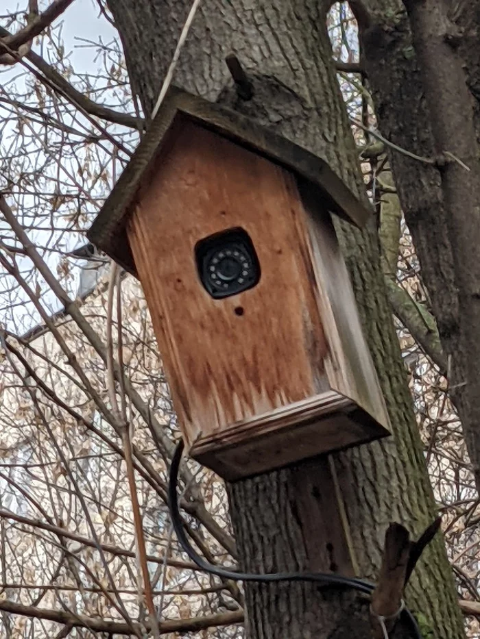 Ku-ku - My, Observers, Birdhouse, Camera, Longpost